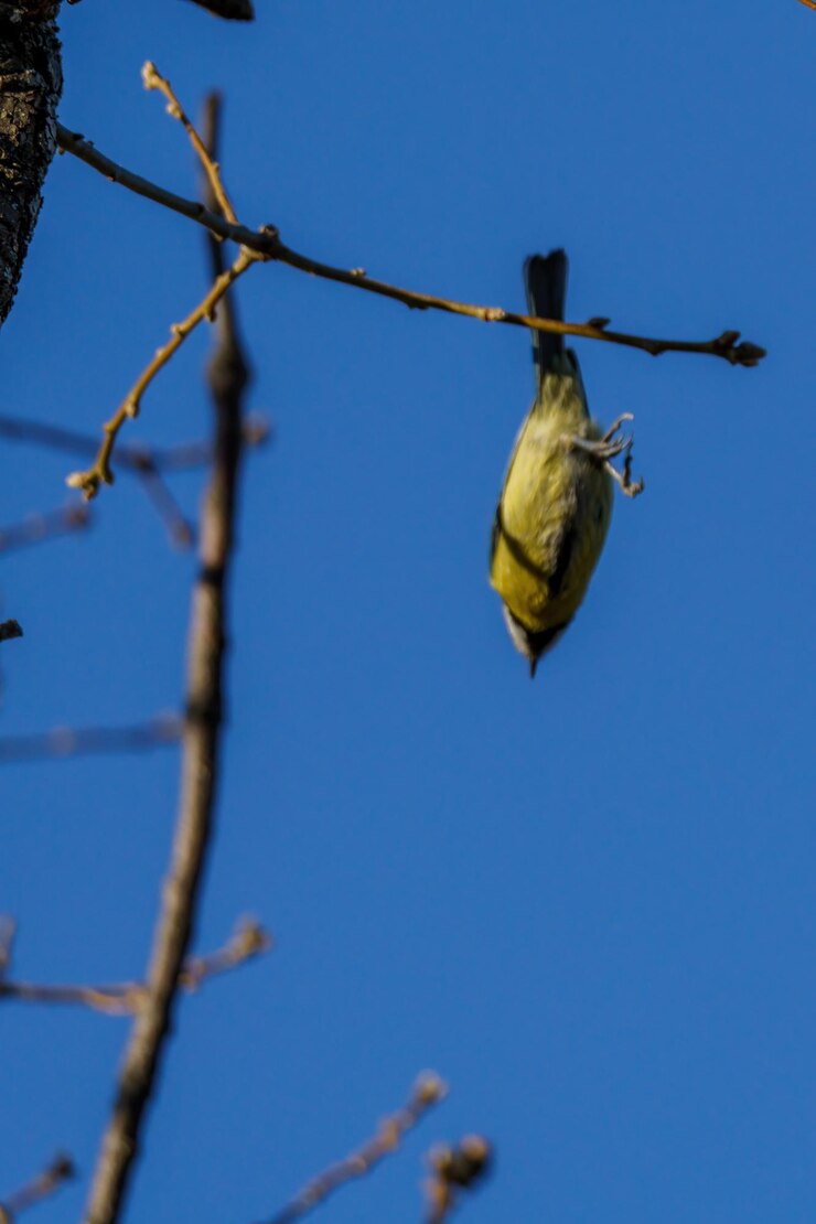 Foto pássaro decolando para o chão de um galho sem folhas no outono