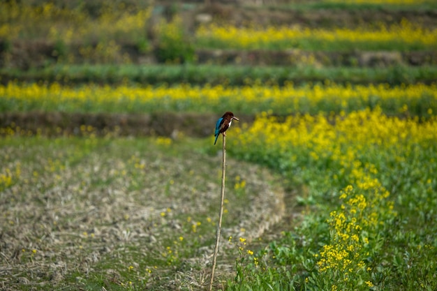 pássaro do campo