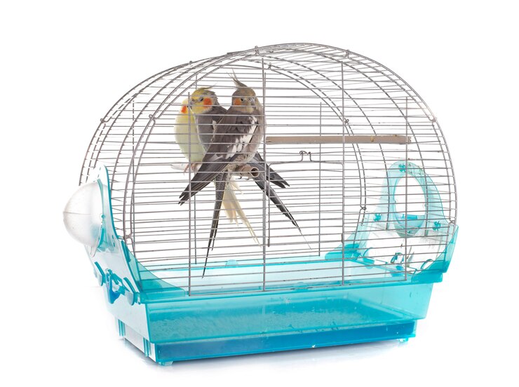 Foto pássaro do cockatiel na gaiola
