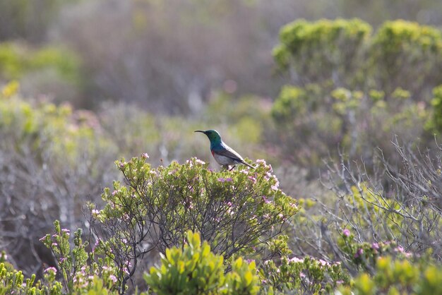 Foto pássaro-do-sol do sul na reserva de fynbos de hoop