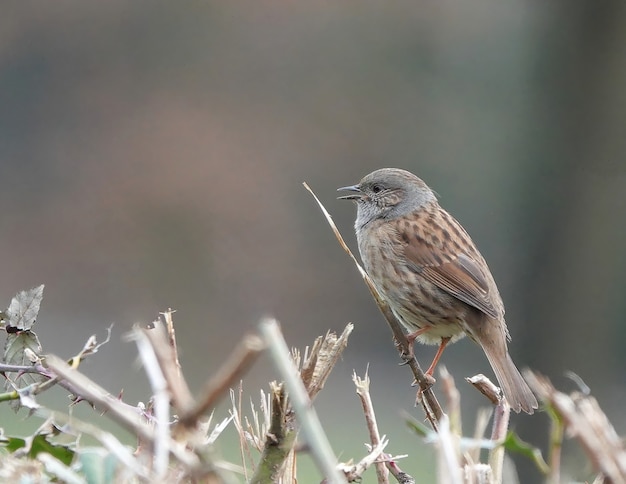 Pássaro Dunnock parado em um galho quebrado com o bico aberto