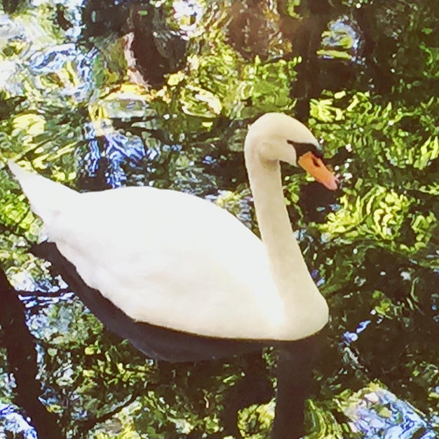 Foto pássaro em cima de um fundo branco