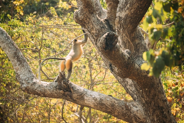 Pássaro em cima de uma árvore