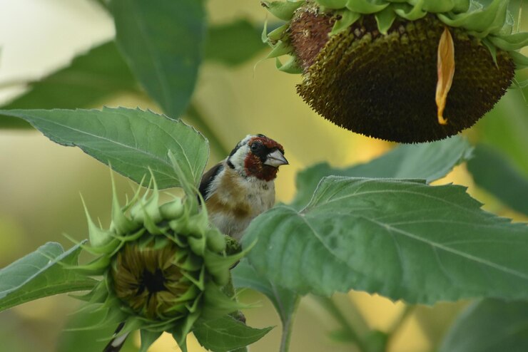 Foto pássaro em cima de uma planta