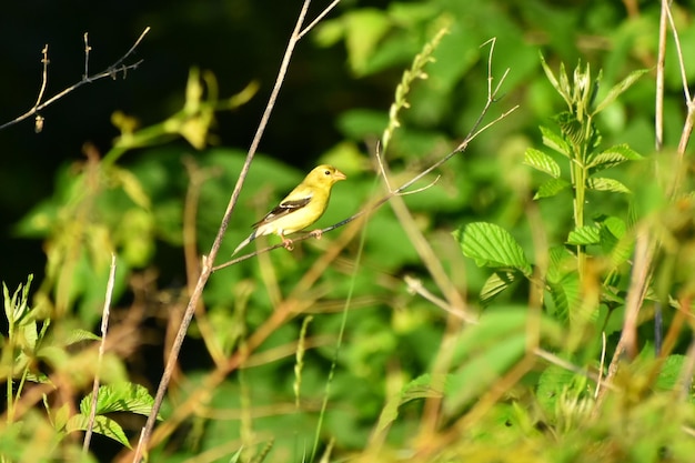 Foto pássaro em cima de uma planta