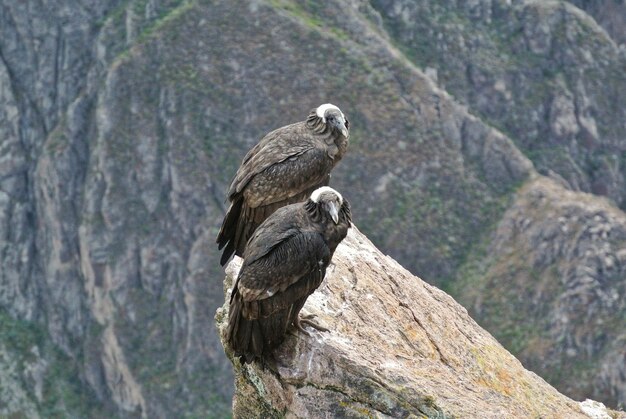 Foto pássaro em cima de uma rocha