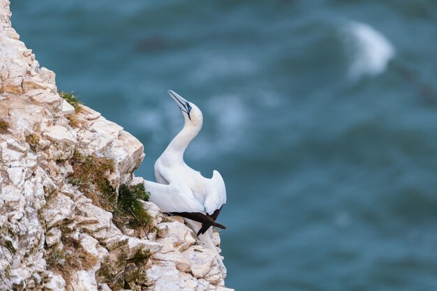 Foto pássaro em cima de uma rocha