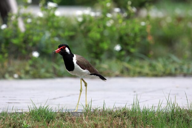 Foto pássaro em um campo