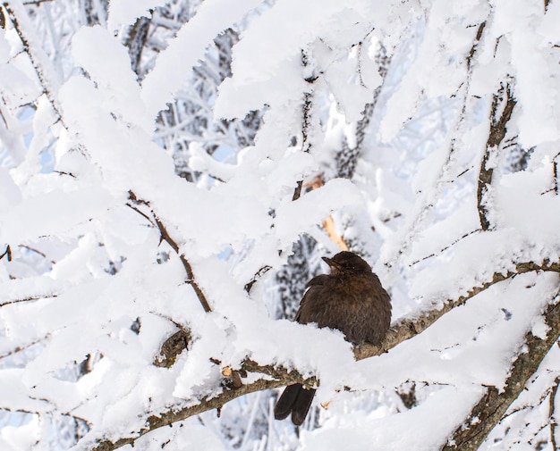 pássaro em um galho na neve