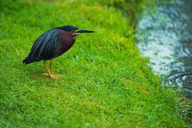 Pássaro em um prado verde perto de um rio na república dominicana, butorides virescens.