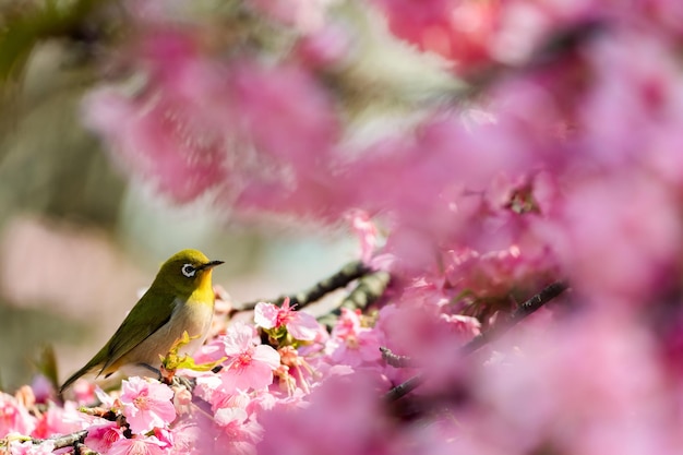 Foto pássaro empoleirado em flores de cerejeira