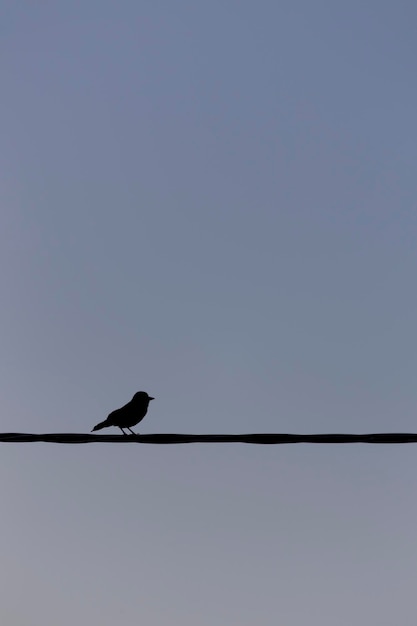 Foto pássaro empoleirado em um cabo contra o céu