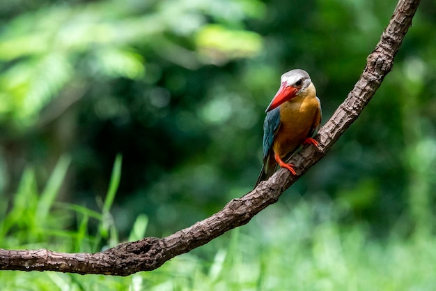 Pássaro empoleirado em um galho na floresta