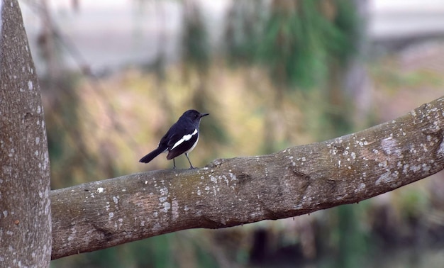 Pássaro empoleirado em um galho na natureza selvagem