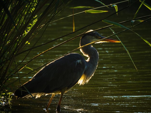 Pássaro empoleirado em um lago