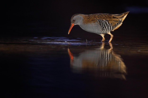 Foto pássaro empoleirado em um lago