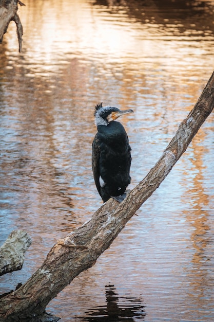 Foto pássaro empoleirado em um lago