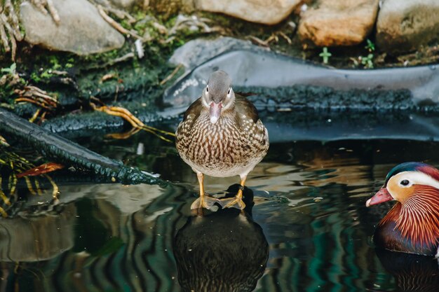 Foto pássaro empoleirado em um lago