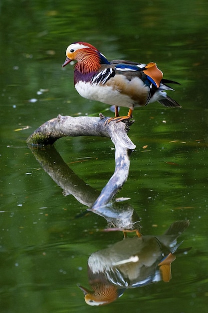 Foto pássaro empoleirado em um lago