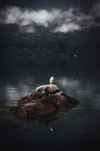 Foto pássaro empoleirado em um lago