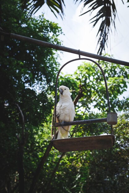 Foto pássaro empoleirado em uma árvore