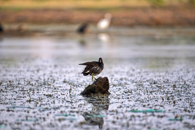 Foto pássaro empoleirado no lago