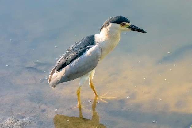 Pássaro empoleirado num lago