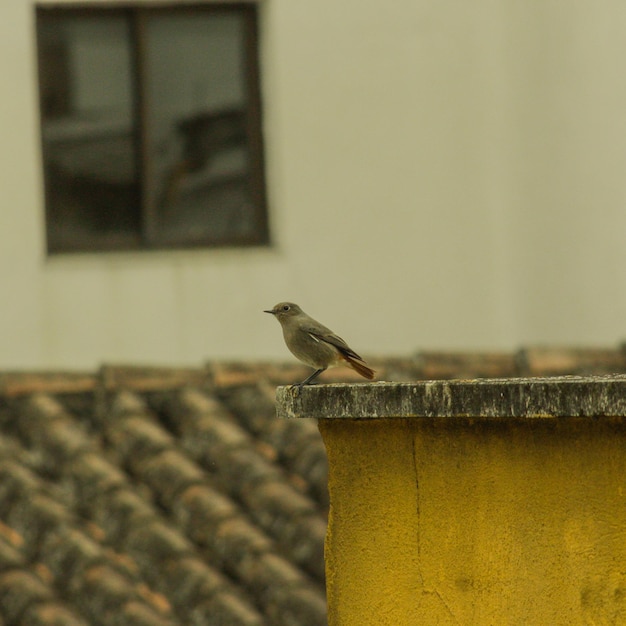 Foto pássaro empoleirado numa parede