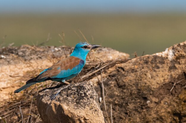 Pássaro europeu Roller Coracias Garrulus em estado selvagem.