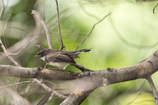 Pássaro (Fantail Pied da Malásia) em uma natureza selvagem