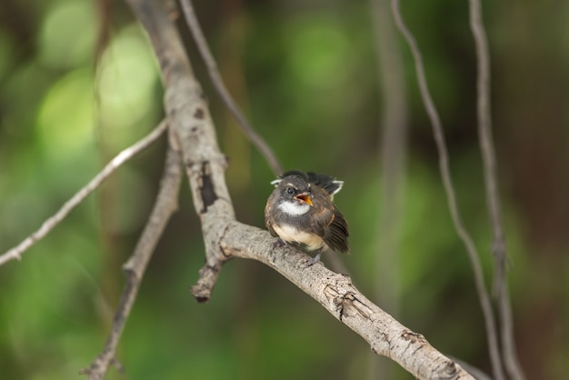 Pássaro (Fantail Pied da Malásia) em uma natureza selvagem