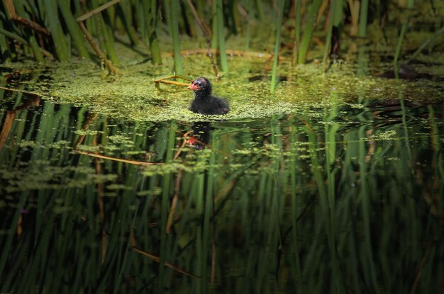 Foto pássaro flutuando no lago