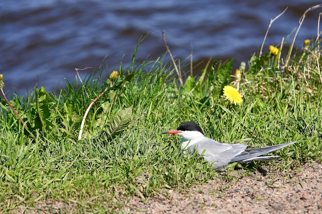 Pássaro gaivota se esconde na grama verde perto da água. Fechar-se
