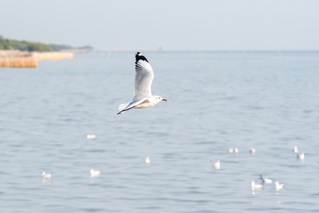 Pássaro (gaivotas) voando no céu em um mar de natureza