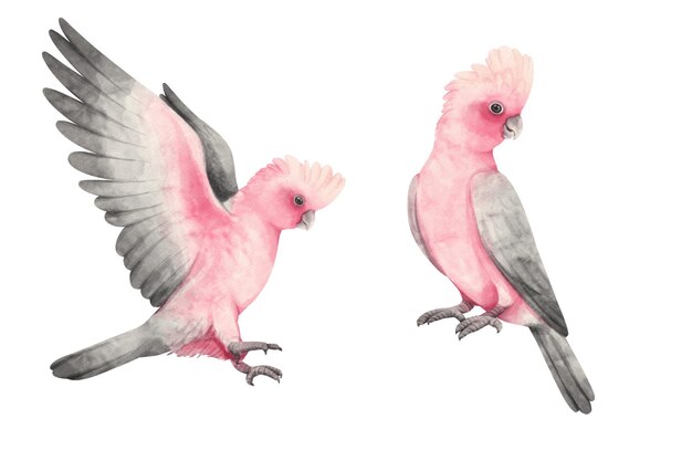 Pássaro Galah cacatu rosa e cinza