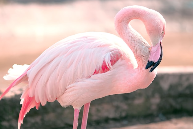 Pássaro gracioso e gentil flamingo rosa levanta a cabeça baixa