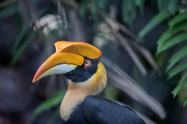 Foto pássaro grande hornbill