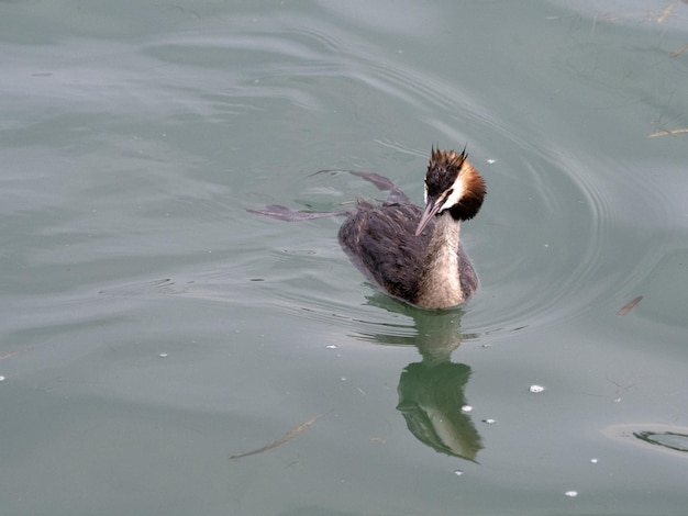Foto pássaro grebe enquanto nada no lago de garda