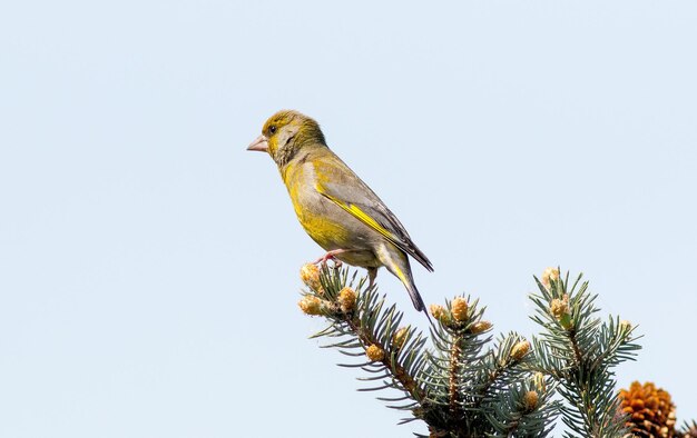 Foto pássaro greenfinch senta-se no topo de uma árvore de abeto