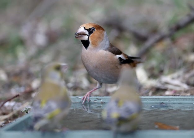 Pássaro Hawfinch na natureza