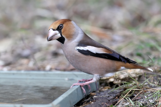 Pássaro Hawfinch na natureza