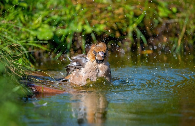 Pássaro Hawfinch tomando banho de pé em um lago close-up