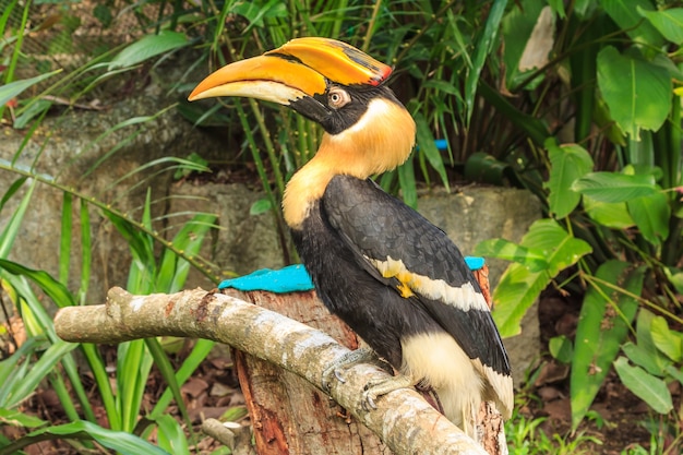 Pássaro hornbill no ramo.