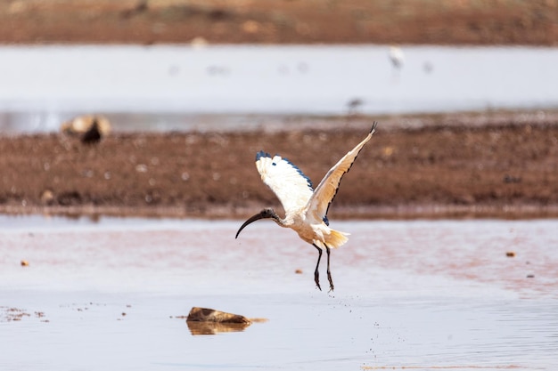 pássaro Ibis sagrado africano Etiópia safari vida selvagem