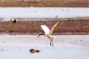 Foto pássaro ibis sagrado africano etiópia safari vida selvagem