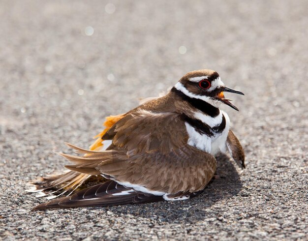 Pássaro Killdeer afastando o perigo