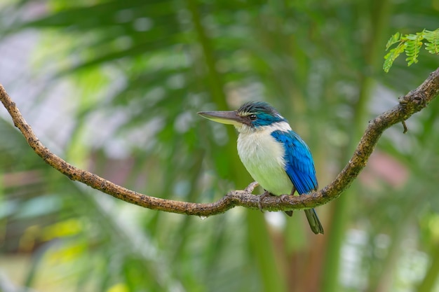 Foto pássaro kingfisher colarinho