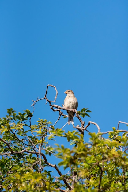 Pássaro lindo e pequeno pássaro entre os galhos no verão do Brasil luz natural foco seletivo