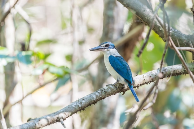 Pássaro (Martim-pescador Coleira, Martim-pescador-de-colar-branco) de cor azul e colarinho branco