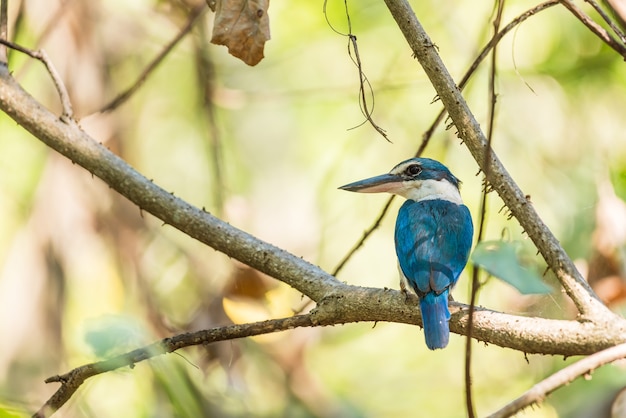 Pássaro (Martim-pescador-de-colar-branco) em uma natureza selvagem